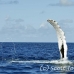 whale_humpback_h_00694_dom2763.jpg